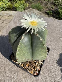 Astrophytum myriostigma nudum